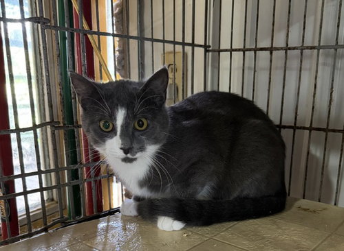 Cloudy, Young Domestic Short Hair / Tuxedo / Mixed (short coat), cat for adoption in Apollo, Pennsylvania