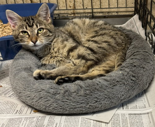 Penske, an adoptable Tabby in Apollo, PA