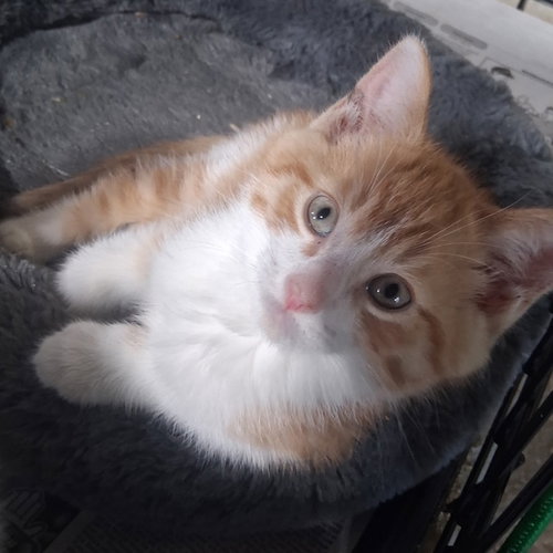 Photo 2 of Simba