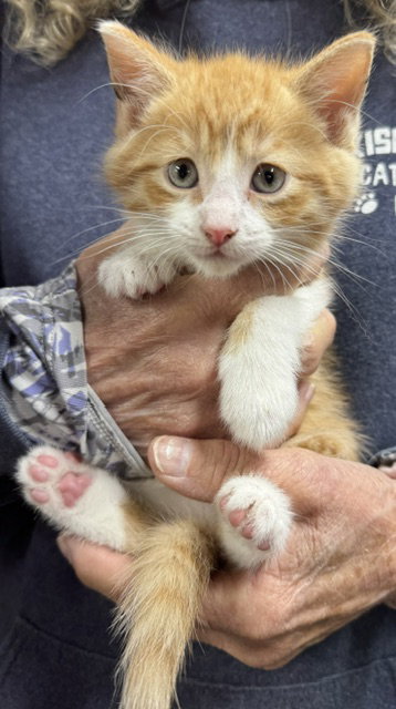 Simba, an adoptable Domestic Medium Hair in Apollo, PA