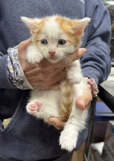 Toffee, an adoptable Domestic Medium Hair in Apollo, PA