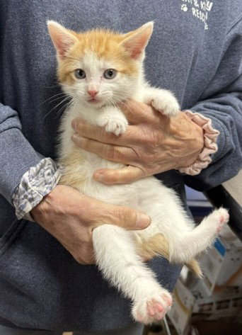 Socky, an adoptable Domestic Medium Hair in Apollo, PA