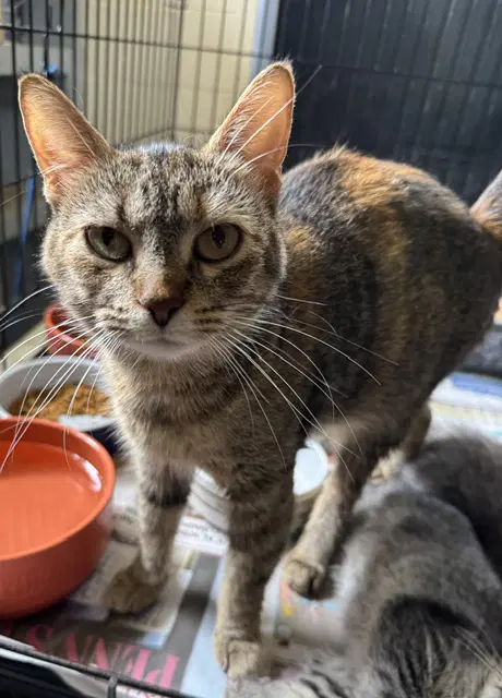 Betty - Domestic Short Hair