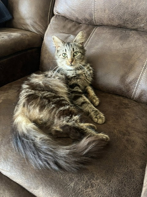 Lola, an adoptable Domestic Medium Hair in Apollo, PA
