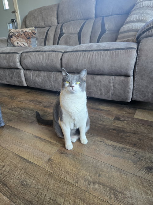 *Gypsy, an adoptable Domestic Short Hair in Apollo, PA