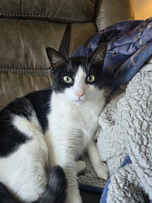 *Abe, an adoptable Domestic Short Hair in Apollo, PA