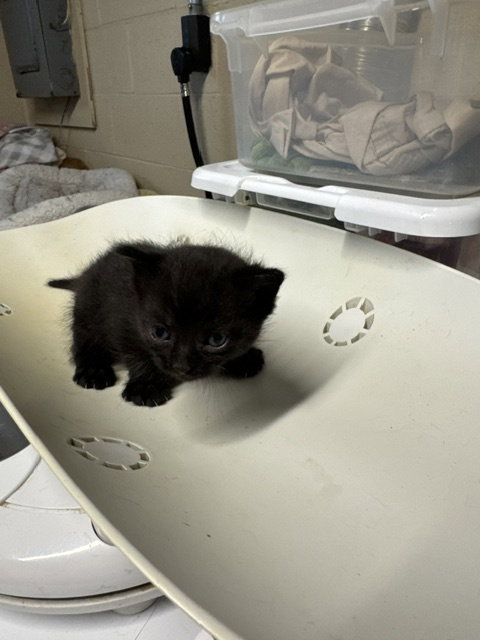 Photo 3 of Coal