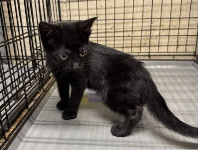 Coal - Domestic Medium Hair
