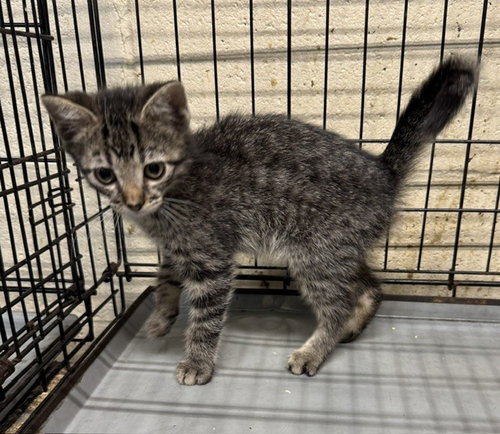 Lincoln, a cat for adoption from Kiski Valley Cat & Kitten Rescue, Inc.