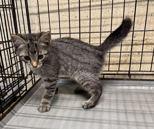 Elton - Domestic Short Hair