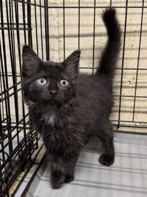 Ava - Domestic Medium Hair