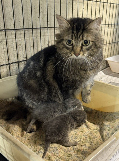 Sophie, a cat for adoption from Kiski Valley Cat & Kitten Rescue, Inc.