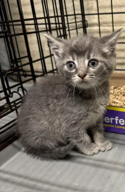 Biana - Domestic Short Hair