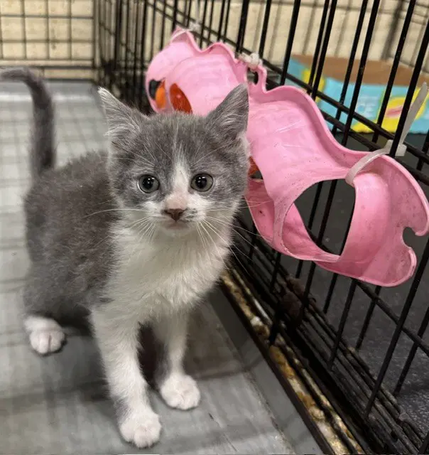 Linh - Domestic Short Hair