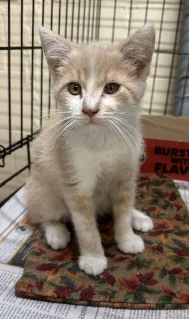 Sugar - Domestic Medium Hair