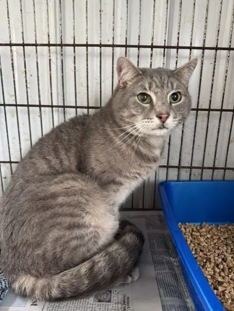 Neptune - Domestic Short Hair