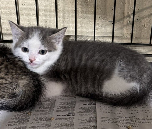 Cameron, a cat for adoption from Kiski Valley Cat & Kitten Rescue, Inc.