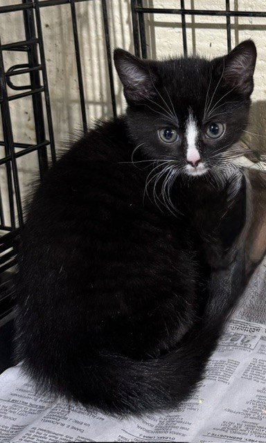 Liefje (Sweetheart)