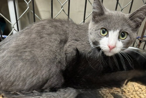 Gandy, a cat for adoption from Kiski Valley Cat & Kitten Rescue, Inc.