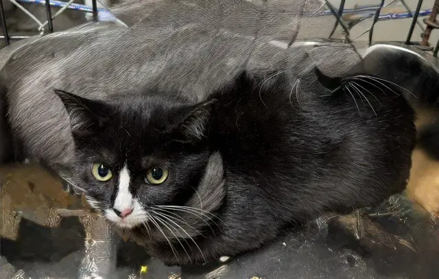 Edi - Domestic Short Hair