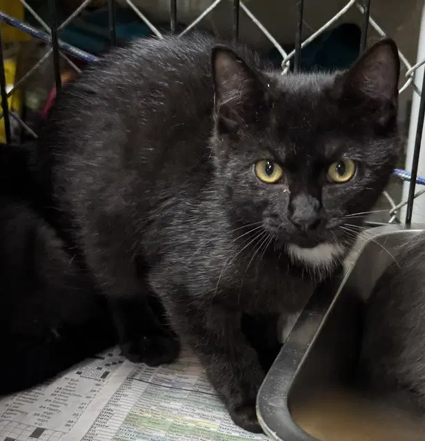 Binx - Domestic Short Hair