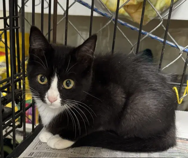 Tuxy - Domestic Short Hair