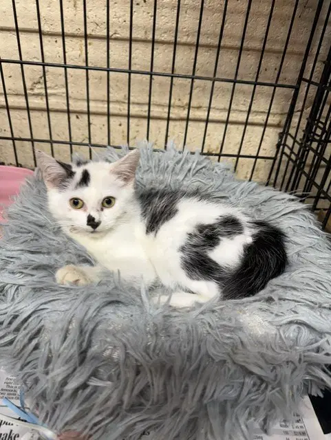 Betty - Domestic Short Hair