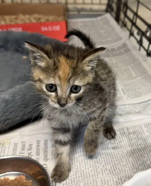 Norah - Domestic Short Hair