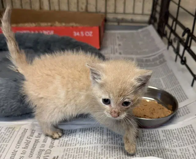 Spike - Domestic Short Hair