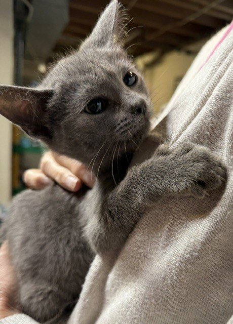 Lloyd, Domestic Short Hair