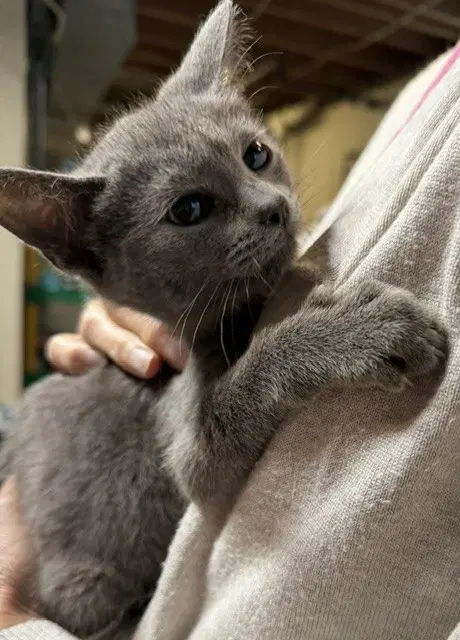 Lloyd - Domestic Short Hair