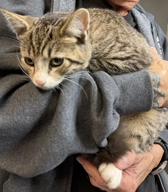 Alden - Domestic Short Hair