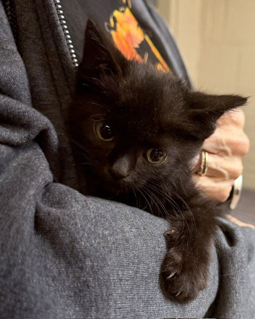 Remus, Domestic Short Hair