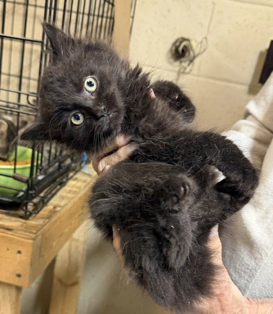 Sirius Black, Domestic Long Hair