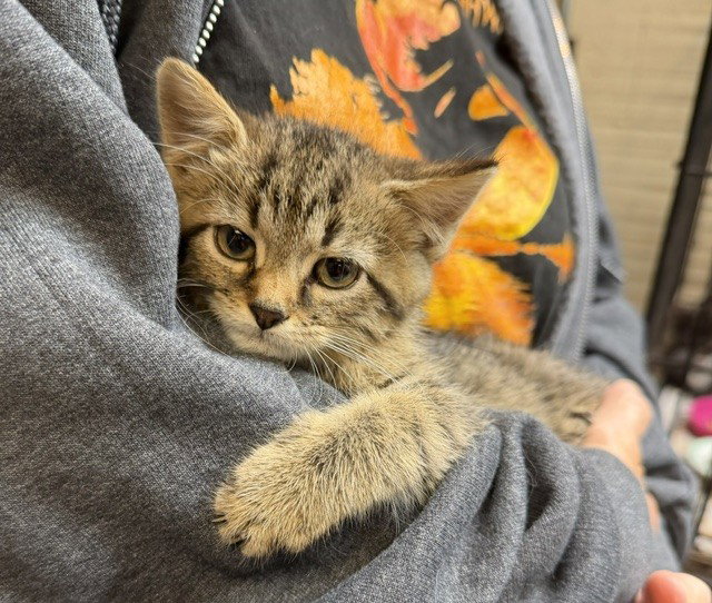 Tonks, Domestic Short Hair