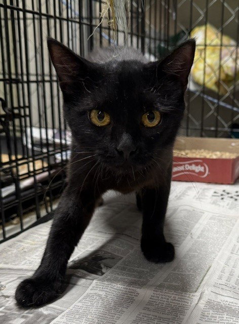 Lily, Domestic Short Hair