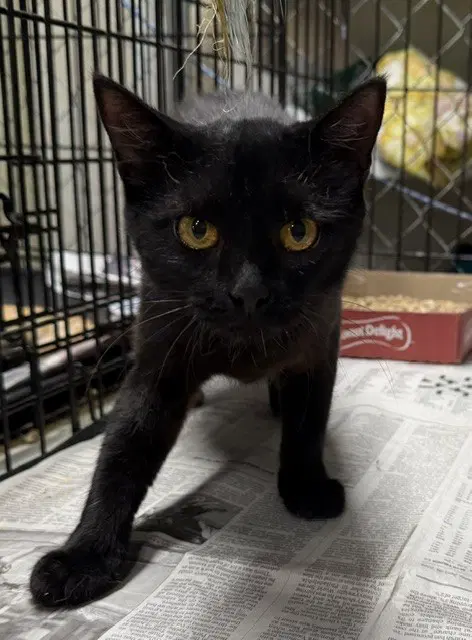 Lily - Domestic Short Hair