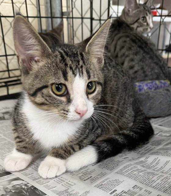 Tippy, Domestic Short Hair