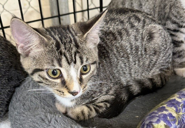 Fred, Domestic Short Hair