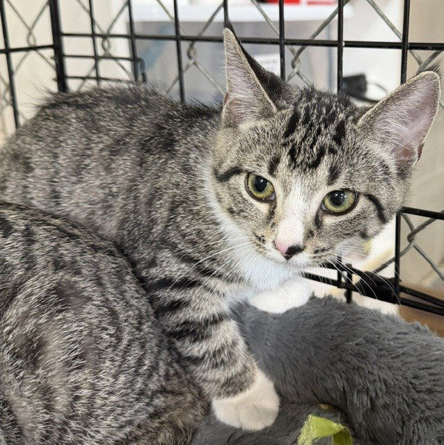 Peanut, Domestic Short Hair