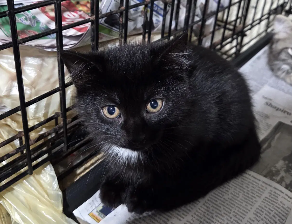 June - Domestic Medium Hair