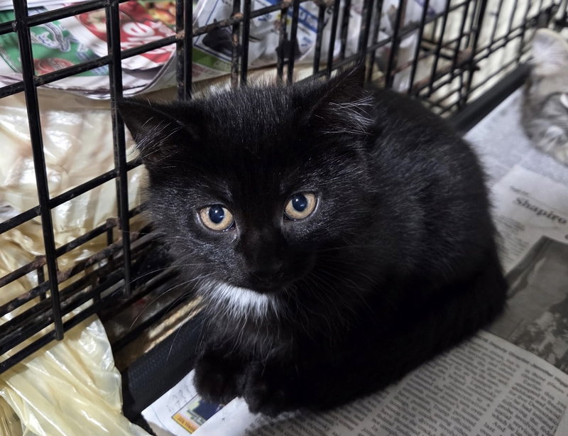 June, a young female cat up for adoption