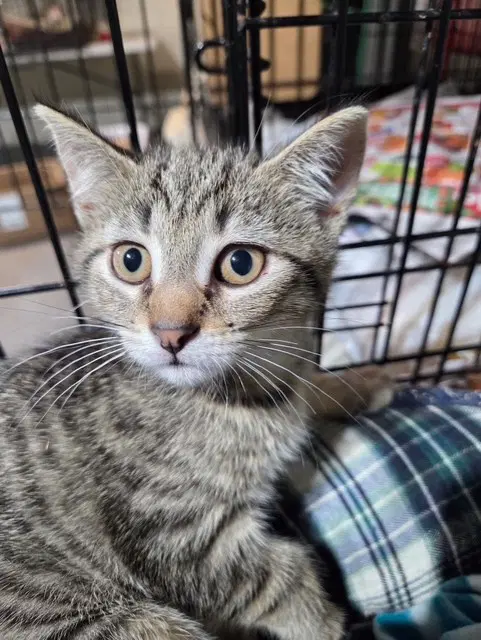 Sprout - Domestic Short Hair