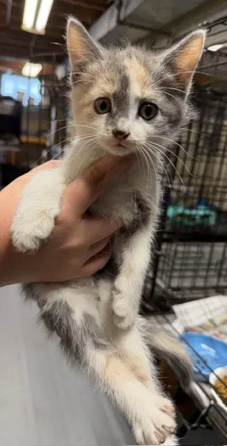Tilly - Domestic Short Hair