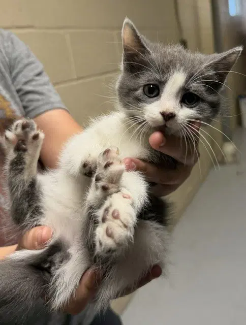 Juniper - Domestic Short Hair