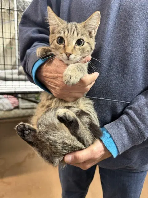 Skittles - Domestic Short Hair