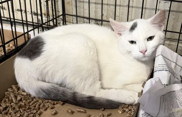 Myles - Domestic Short Hair