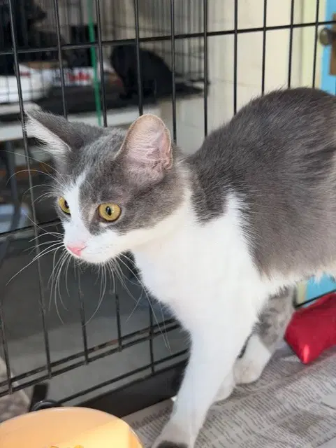 Katniss - Domestic Medium Hair