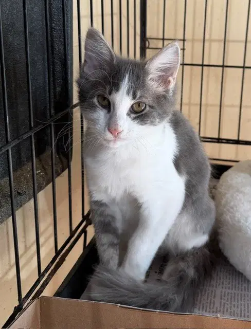 Primrose - Domestic Medium Hair