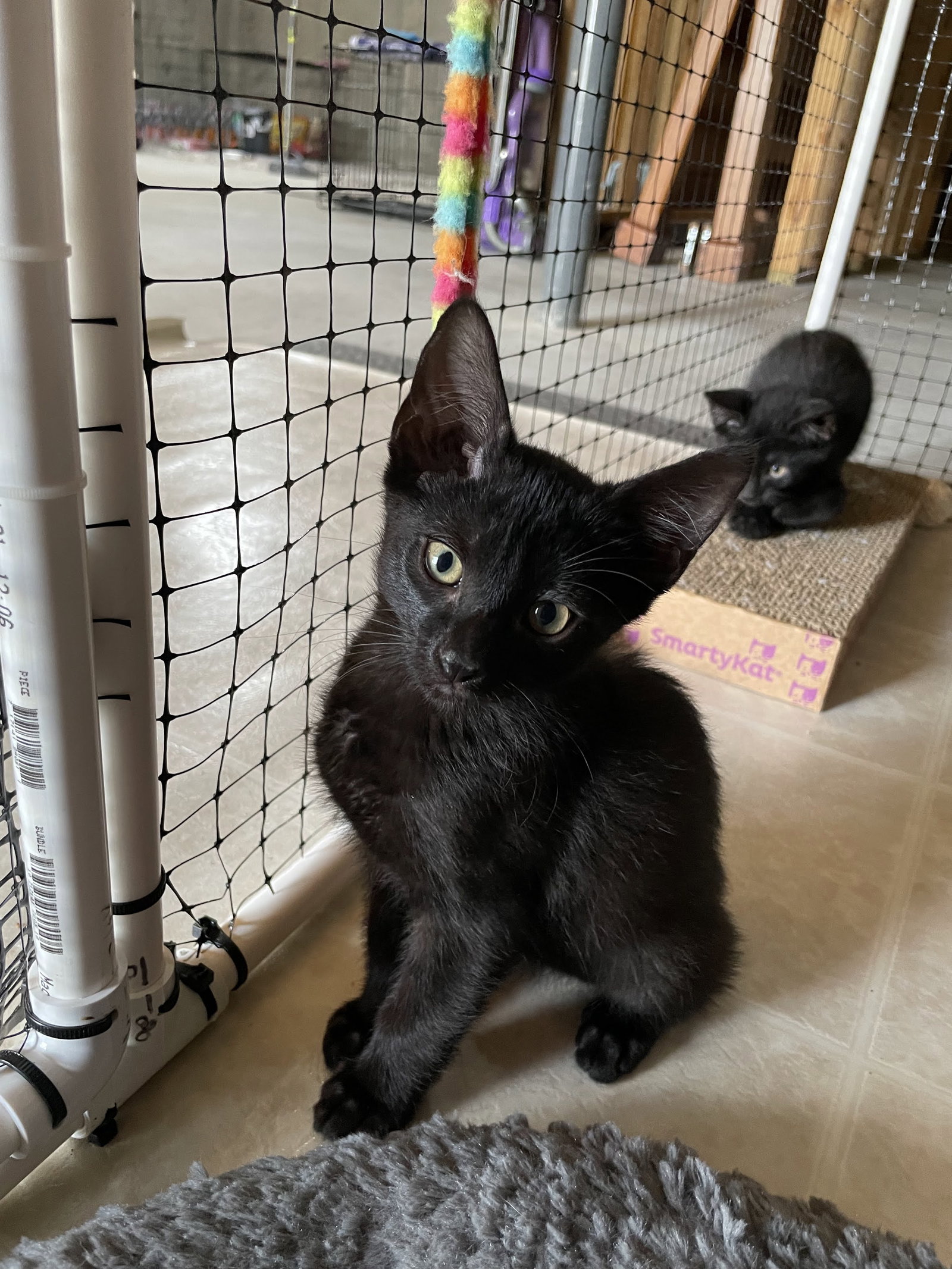 Cats for Adoption in Louisiana, Missouri Alpha Paw